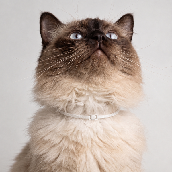 fluffy cat wearing a white calming collar looking upward